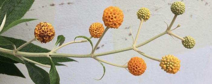 Close-up of flowers