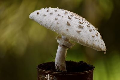 Close-up of mushroom growing outdoors