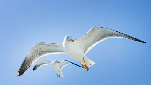 Low angle view of seagull flying against clear blue sky