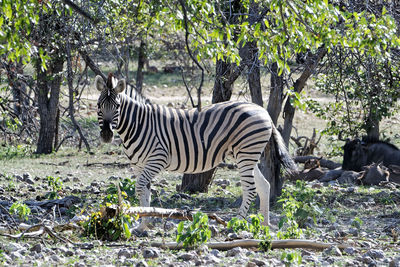 Zebras standing in a field