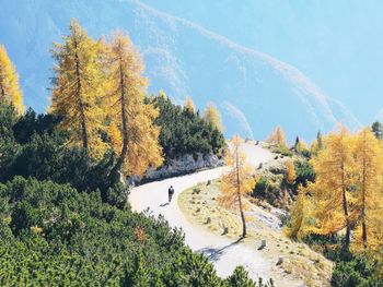Trees growing by road against sky during autumn