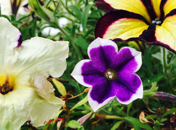 Close-up of purple flower