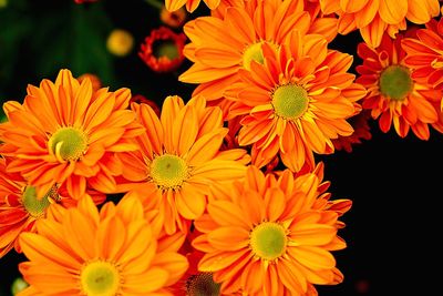 Close-up of orange daisy flowers