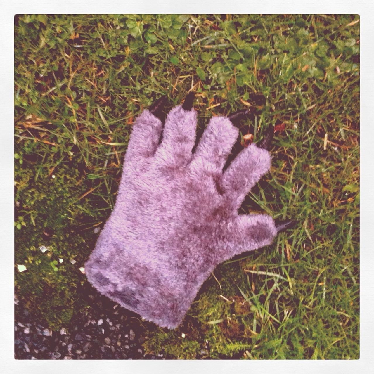 transfer print, grass, auto post production filter, high angle view, field, grassy, close-up, fragility, nature, day, outdoors, ground, flower, growth, plant, no people, petal, wet, fallen, freshness