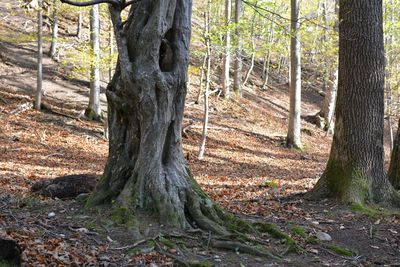 Trees in forest