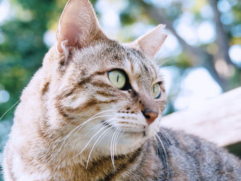 Close-up of a cat looking away