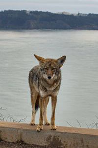 Coyote in the bay area