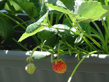 Close-up of strawberry growing on plant