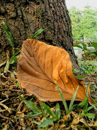 Close-up of dry leaves on tree trunk