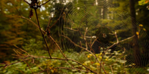 Close-up of spider web on plant