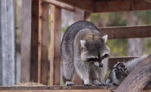 Playing raccoon praccoonpair on a porch in southern florida