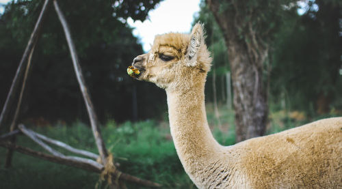 Close-up of llama on field