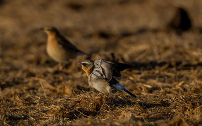 Bird flying over a field