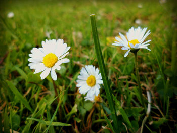 Close-up of white flowers blooming in field