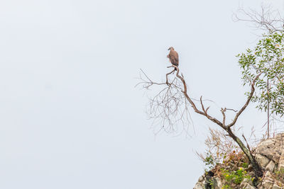 Low angle view of bird perching on tree against clear sky