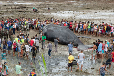 People are seen watching a dead humpback whale calf on coutos beach in the city of salvador, bahia.