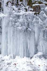 Snow covered trees in forest