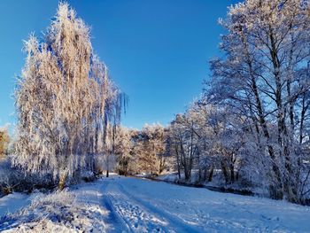 Trees on snow covered field against blue sky