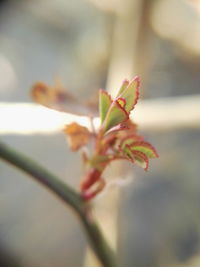 Close-up of flower against blurred background