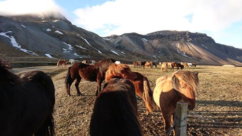 Panoramic view of horse on field against sky