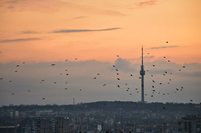 Birds flying in city around tv tower against sky during sunset