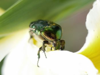 Close-up of insect on leaf