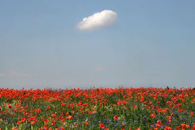 Scenic view of flowering plants on field against sky