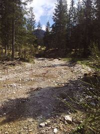 Scenic view of river in forest