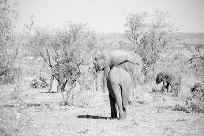 View of elephant on field