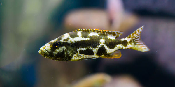 Close-up of fish swimming in aquarium