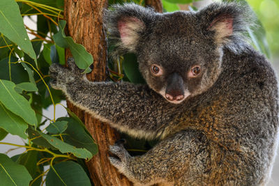 Close-up of a squirrel on tree