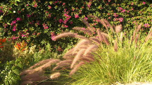 Flowering plants on field