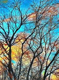 Low angle view of bare tree against sky