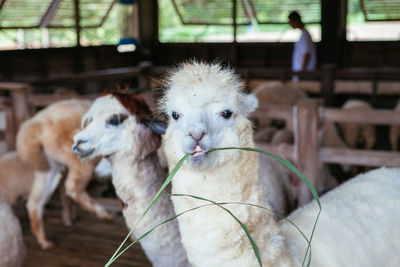 The alpaca is chewing green grass in the farm