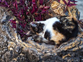 High angle view of cat sleeping on rock