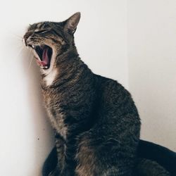 Close-up of cat yawning