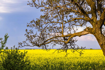 Scenic view of oilseed rape field against sky