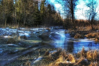 Stream amidst bare trees in forest