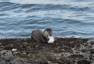 Otter on sea shore