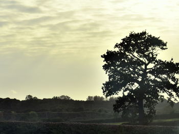 Tree on field against sky