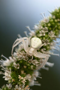 Close-up of white flowering plant