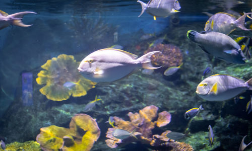 Fish swimming in sea