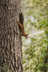Squirrel on a trunk