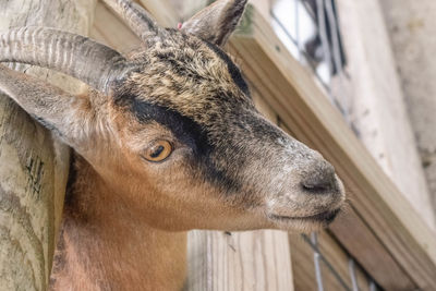 Close-up portrait of horse