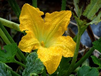 Close-up of yellow flowering plant