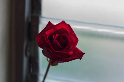 Close-up of red rose