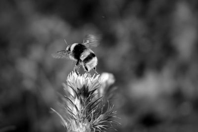 Close-up of bumblebee on thistle