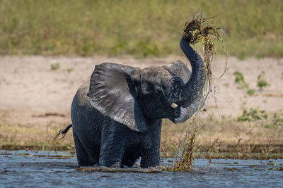African elephant stands pulling grass from shallows