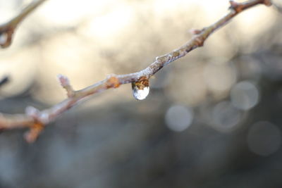 Close-up of water drops on leaves