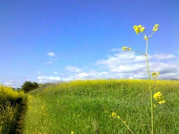 Plant growing on field